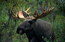 Bull European elk / Moose (Alces alces) portrait, Sarek National Park, Sweden, September