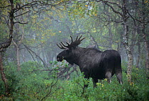European elk / Moose (Alces alces) bull in forest, Sarek National Park, Sweden, September