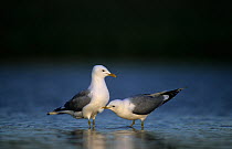 Two Mew / Common gulls (Larus canus) one pecking other, Finnmark, Norway, May