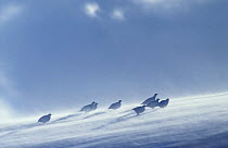 Eight Rock ptarmigans (Lagopus muta) with snow blowing in wind, Norway, February