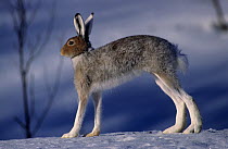 Mountain hare (Lepus timidus) standing on snow, Sor-Trondelag, Norway, April