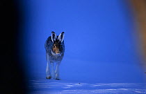 Mountain hare (Lepus timidus) running on snow, Sor-Trondelag, Norway, April