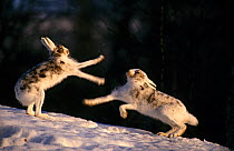 Two Mountain hares (Lepus timidus) fighting, Sor-Trondelag, Norway, April