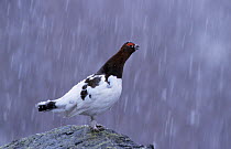 Male Willow ptarmigan / grouse (Lagopus lagopus) standing on rock in snow, Sweden, May