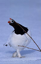 Male Willow ptarmigan / grouse (Lagopus lagopus) looking at twig, Sweden, May