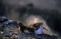 Female Willow ptarmigan / grouse (Lagopus lagopus) dustbathing, Sweden, June