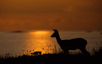 Female Roe deer (Capreolus capreolus) at sunset, Storfosna, Sor-Trondelag, Norway, June
