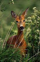 Female Roe deer (Capreolus capreolus) in vegetation, Storfosna, Sor-Trondelag, Norway, June