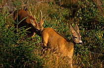 Male Roe deer (Capreolus capreolus) sniffing female's rear end, Ytteroya, Nord-Trondelag, Norway, August