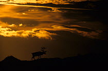 Wild Reindeer (Rangifer tarandus) silhouetted, Forollhogna National Park, Sor-Trondelag, Norway, September