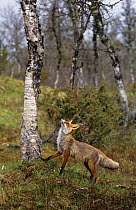 Red fox (Vulpes vulpes) looking up tree, Sor-Trondelag, Norway, June