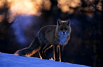 Red fox (Vulpes vulpes) standing in snow, Sor-Trondelag, Norway, April