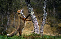 Red fox (Vulpes vulpes) standing on hind legs with front paws on tree looking up it, Sor-Trondelag, Norway, June
