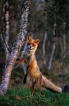 Red fox (Vulpes vulpes) standing on hind legs with front paw on tree trunk, Sor-Trondelag, Norway, June