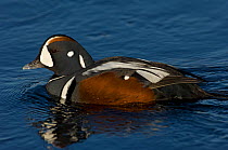 Male Harlequin duck (Histrionicus histrionicus) on water, Iceland, May