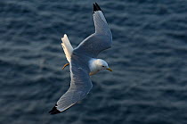Kittiwake (Rissa tridactyla) in flight over water, Iceland, May