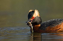 Horned / Slavonian grebe (Podiceps auritus) with fish in beak, Iceland, May