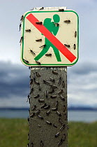 Midges (Chironomus islandicus) on a 'No Walking' sign, Myvatn, Iceland, May