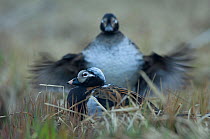Male Long-tailed duck (Clangula hyemalis) sitting on nest, another behind flapping wings, Iceland, May