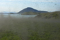 Midges (Chironomus islandicus) swarming, Myvatn, Iceland, June 2008