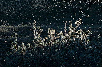 Midges (Chironomus islandicus) swarming, Myvatn, Iceland, June