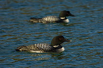 Two Great northern divers (Gavia immer) on water, Iceland, June