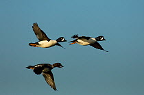 Three Barrow's goldeneye ducks (Bucephala islandica) in flight, two males and one female, Iceland, June