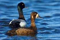 Greater scaup (Aythya marila) pair on water, Iceland, June