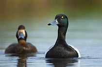 Male Greater scaup (Aythya marila) with female behind, Iceland, June