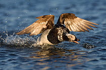 Long-tailed duck (Clangula hyemalis) landing on water, Myvatn, Iceland, June