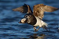 Male Long-tailed duck (Clangula hyemalis) in flight, low over water, Myvatn, Iceland, June