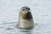 Common / Harbour seal (Phoca vitulina) with head above water, Iceland, June