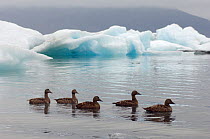 Five Eider ducks (Somateria mollissima) on water near ice, Iceland, June