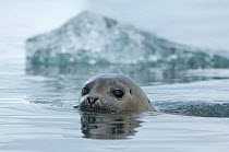 Common / Harbour seal (Phoca vitulina) swimming with head above water, Iceland, June