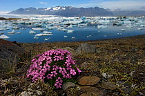 Moss campion (Silene acaulis) flowering by the Jokulsarlon glacial lagoon formed by ice from Vatnajokul ice cap, Iceland, June 2008
