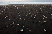 Stones on black lava sand on beach, Oraefi, Iceland, June 2008