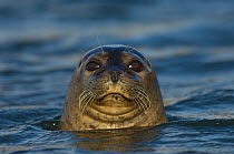 Common / Harbour seal (Phoca vitulina) with head above water, Iceland, June