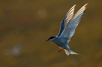 Arctic tern (Sterna paradisaea) in flight, Iceland, June