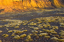 Woolly fringe moss (Racomitrium lanuginosum) near the Markarfljotsgljufur Canyon, Thorsmork, Iceland, June 2008