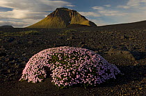 Moss campion (Silene acaulis) flowering, Emstrur, Thorsmork, Iceland, June 2008