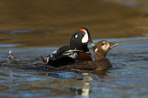Harlequin duck (Histrionicus histrionicus) pair mating, Iceland, June
