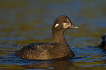 Female Harlequin duck (Histrionicus histrionicus) on water, Iceland, June 2008