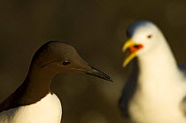 Common guillemot (Uria aalge) with a Kittiwake (Rissa tridactyla) behind, Iceland, June
