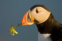 Atlantic puffin (Fratercula arctica) with plant in beak, Iceland, July