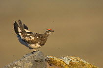 Male Rock ptarmigan (Lagopus muta) on rock with tail in air, Iceland, July