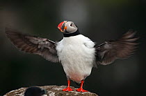 Atlantic puffin (Fratercula arctica) flapping wings, Iceland, July