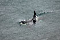 Killer whale / Orca (Orcinus orca) surfacing, Latrabjerg, Iceland, July