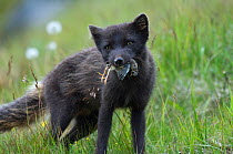 Male Arctic fox (Alopex lagopus) in summer coat, eating Meadow pipit (Anthus pratensis) Hornstrandir Nature Reserve, West-fjords, Iceland, July