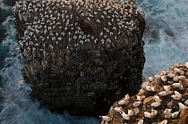 Northern gannet (Morus bassanus) colony on a sea stack, Seabird cliff, Langanes peninsula, Iceland, July