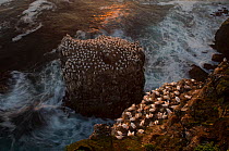 Northern gannet (Morus bassanus) colony on a sea stack and seabird cliff, Langanes peninsula, Iceland, July